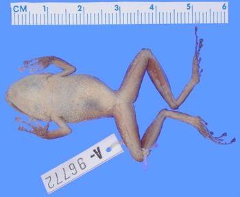 Media type: image; Herpetology A-96772